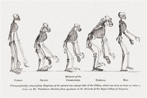 History Of Walking Upright