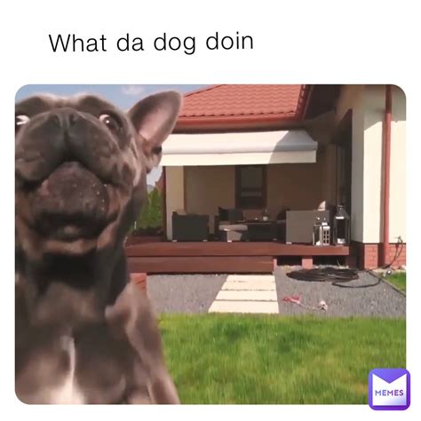 What da dog doin | @mrtubz | Memes