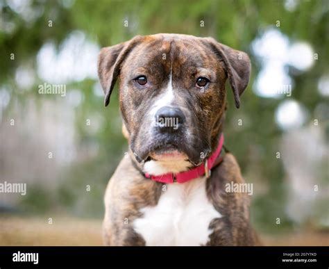 Boxer Pit Mix