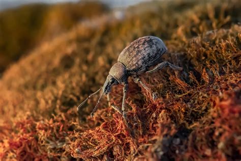 What are Signs of Carpet Beetles Infestation? - Home Willing