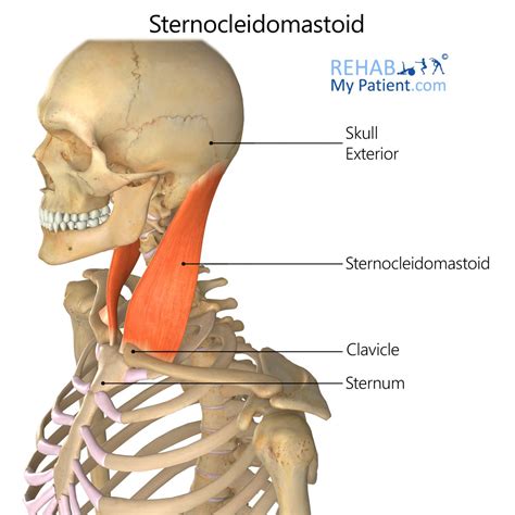 Sternocleidomastoid | Rehab My Patient