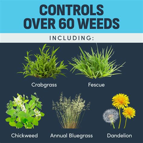 IMAGE Casoron Weed Preventer Granules Herbicide, India | Ubuy