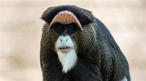 De Brazza Monkey | Lake Tobias Wildlife Park