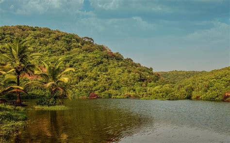 Goa's Very Own Blue Lagoon. Arambol Sweet Water Lake Is Laden With ...