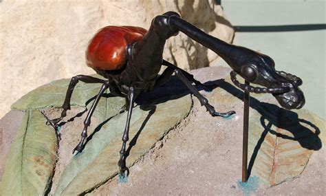 Giraffe weevil - San Francisco Zoo & Gardens