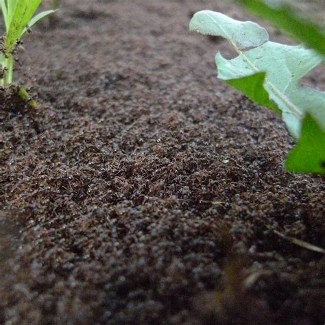 Ant Pile | I screwed up and left my camera on ISO 1600 from … | Flickr