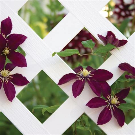 Style Selections 2-ft x 8-ft White Vinyl Traditional Lattice in the ...