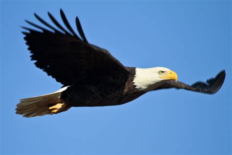 Free Images : nature, wing, sky, flying, wildlife, wild, beak, flight, predator, soaring, fauna ...