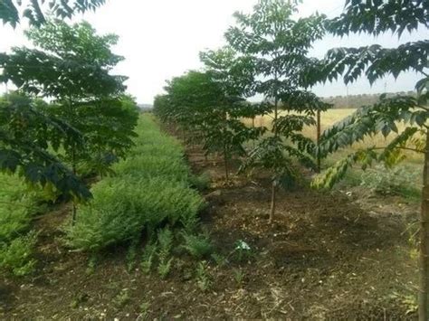 Melia Dubia Plant Manufacturer, Supplier from Seoni