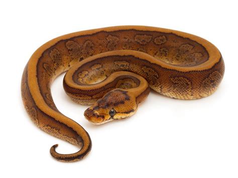 Morph List - World of Ball Pythons