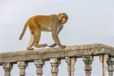 Images Of Indian Monkeys