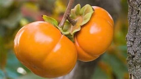 Amar Fal Health Benefits: চিনের এই ফল ভারতেও হচ্ছে জনপ্রিয়, নামেই ...