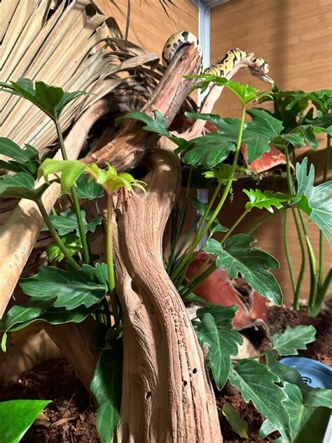 Image result for Caring for Ball Python