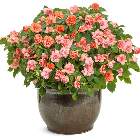 Rockapulco® Tropical Shades Double Impatiens | Plant Addicts