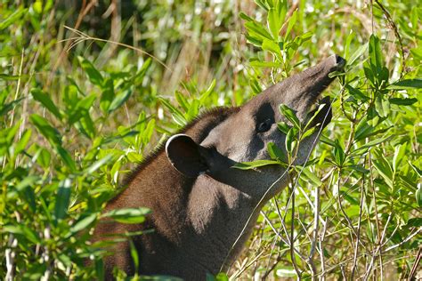 Suriname's tapirs: Conservation in the face of hunting and other threats