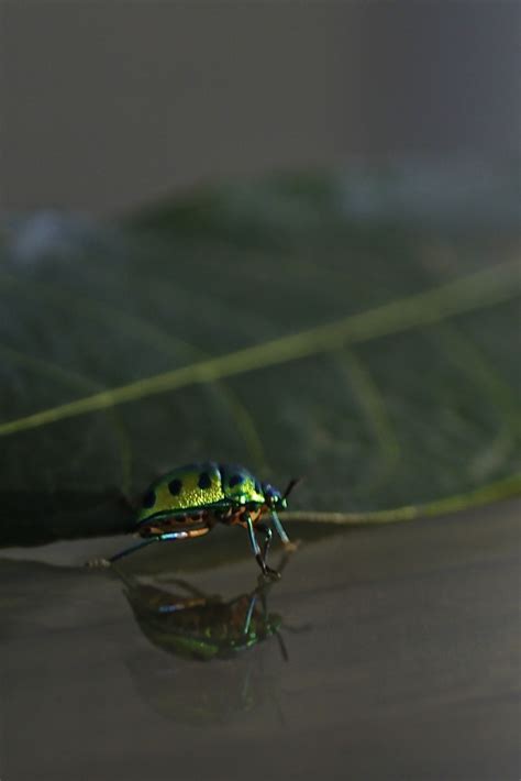 Jewel Bug and Its Metallic Green Shield