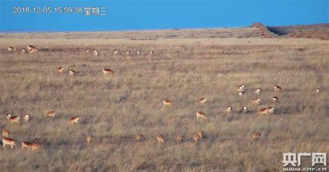 千只野生黄羊在中蒙边境地区迁徙觅食_央广网