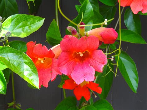 Trumpet Vine with Red and Pink Flowers