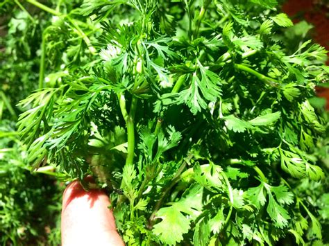 10 Reasons Why Cilantro Is Good For You - Our Permaculture Life