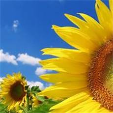significato girasole nel linguaggio dei fiori fiore di girasole significato dei fiori significato significato girasole nel linguaggio dei fiori fiore di girasole significato dei fiori significato