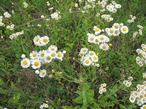 Flower World Map: Small White Daisy Like Flowers