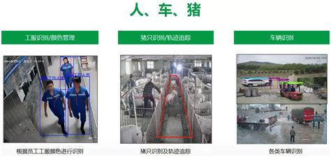 辽宁，一位养殖户家的监控拍下搞笑的一幕 ，两个小猪打架，母猪一脚踢飞 - 知乎