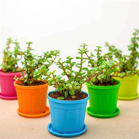 Order Jade Plant Gift Set of 30 Online | YummyCake