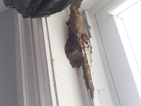 Cowleys Pest Services - Pests We Treat Photo Album - Mud daubers build ...