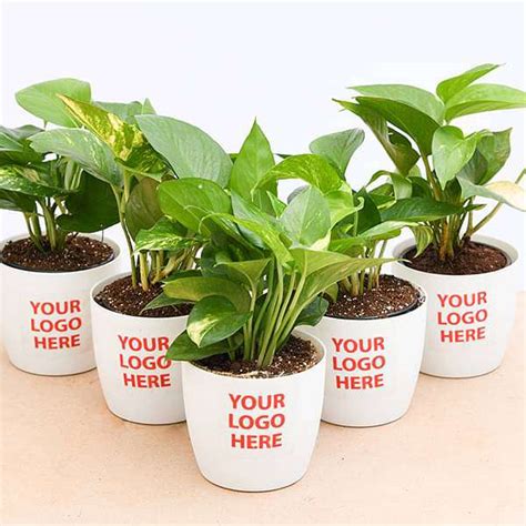 Buy Money Plant (Green) - Corporate Gift (set of 30) online from ...