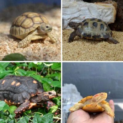Image result for How to Cure Turtle Shell Rot