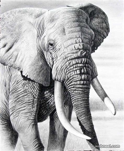 Realistic Cool Drawings Animals / Want to learn how to draw a bear that ...