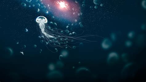 Deep Sea Jellyfish Wallpaper