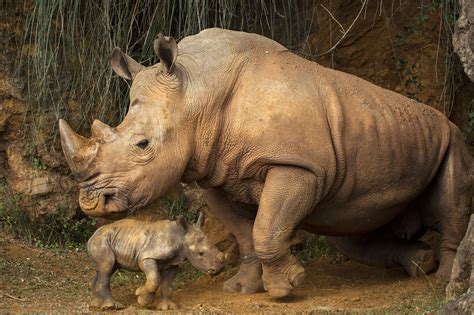 Rare and adorable baby white rhino born in Spanish wildlife park ...