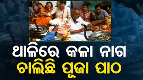 ଏମିତି ପରିବାରକୁ ଶହେ ସଲାମ ! ଥାଳିରେ ଜୀବନ୍ତ କଳାନାଗ ରଖି କରୁଛନ୍ତି ପୂଜାର୍ଚ୍ଚନା...