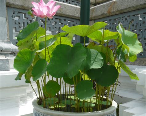 The Top 10 Flower Plants to Gift in India: A Guide from Kadiyam Nurser ...