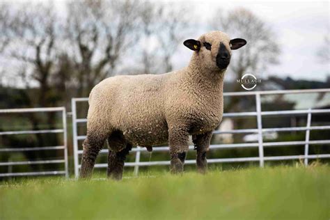 Record Breaking Premier Sale - Hampshire Down Sheep Breeders Association