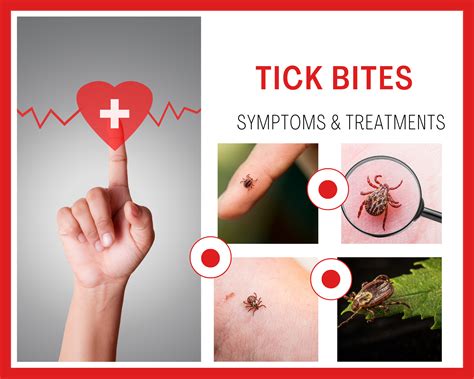 Tick Bite Incubation – Lyme Disease Incubation Time – PGDTPV