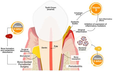 Issue 3 Volume 12 (2024) - Annals of Dental Specialty