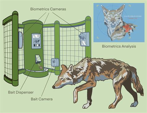 Addressing Mange in Coyotes with the Assistance of Artificial ...