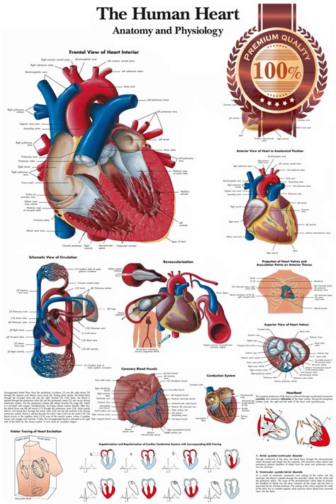 Anatomically Correct Human Heart Diagram