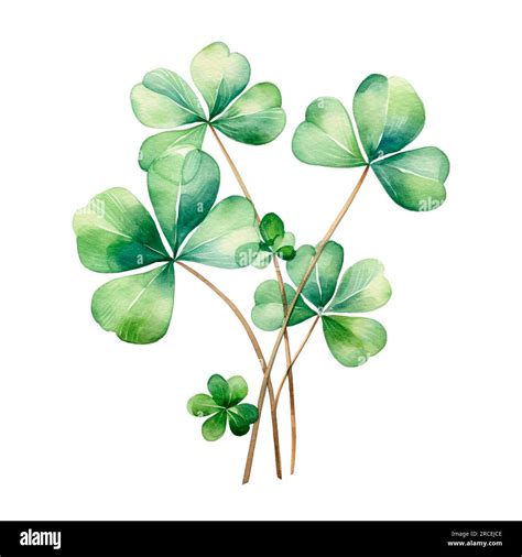 Lucky clover leaves with four leaf. Patricks day watercolor clipart ...