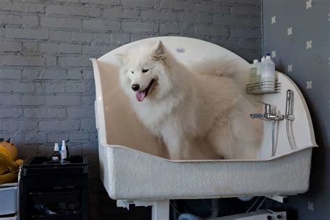 Samoyed Cost: A Guide To Buying And Caring For Samoyed Dogs