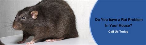 Rat Control Mumbai & Navi Mumbai | Rodent Control Mumbai