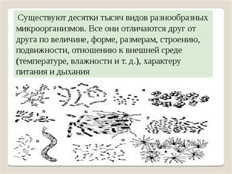 Урок-презентация: «ГНИЛОСТНЫЕ БАКТЕРИИ, СЕННАЯ И КАРТОФЕЛЬНЫЕ ПАЛОЧКИ ...