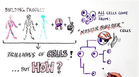 Stem Cells Free Science Lessons 的图像结果