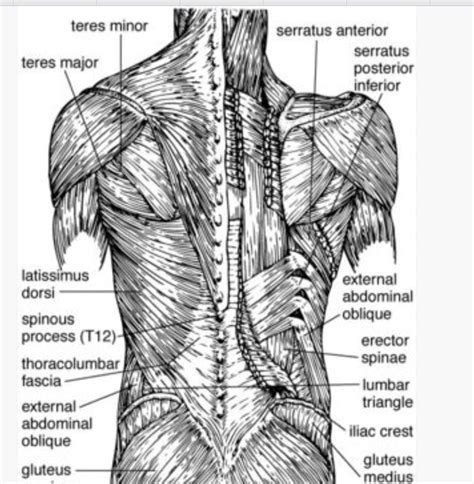 Lower Back Anatomy Chart Lower Back Exercise Chart