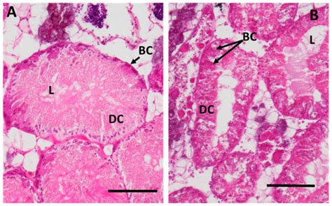 Successive Onset of Molecular, Cellular and Tissue-Specific Responses ...