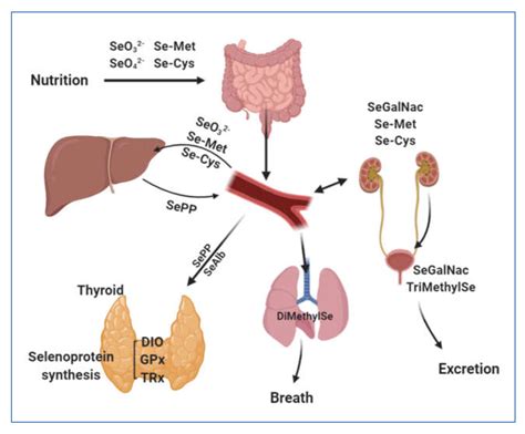 Selenium Deficiency—From Soil to Thyroid Cancer