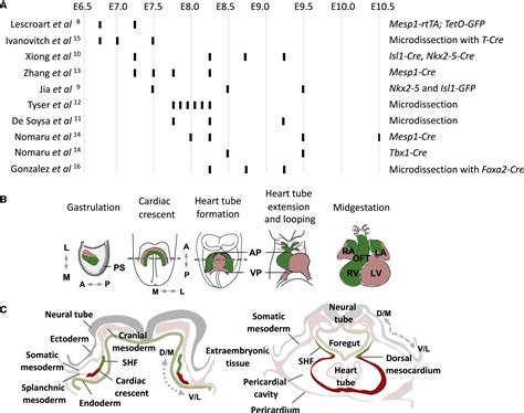The heart field transcriptional landscape at single-cell resolution: Developmental Cell