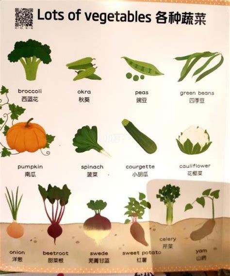 蔬菜名称中文,蔬菜名称 - 伤感说说吧